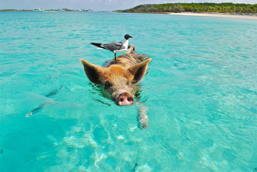 Tours en barco e islas