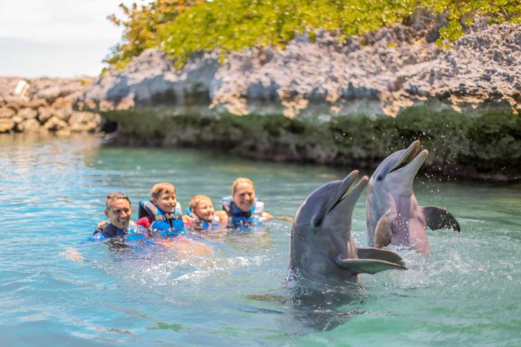 Dolphin Swim