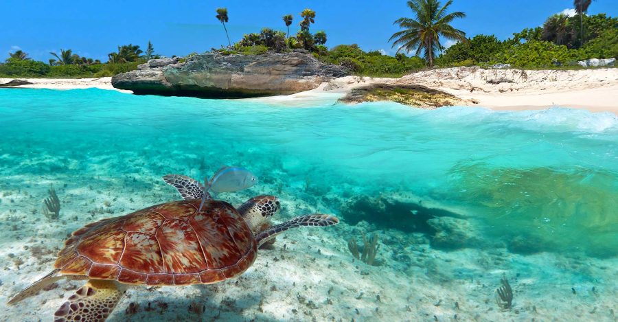 Aventura de snorkel